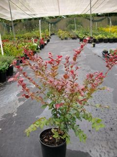Austromyrtus Inophloia